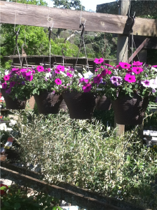 Hanging baskets  $19.50 each. Million Bells and Wave Petunia Hanging Baskets make a great Mother's Day gift. 