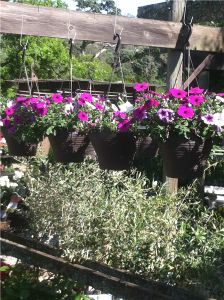 30% Off Hanging Baskets