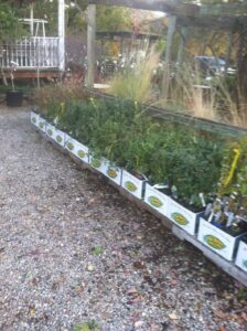 Blueberries and cane berries on a bench.